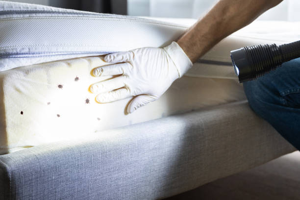Best Insect Control  in Sughter, LA