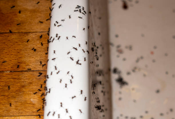 Best Exterminator Services  in Sughter, LA