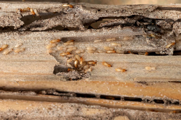 Best Residential Pest Control  in Sughter, LA