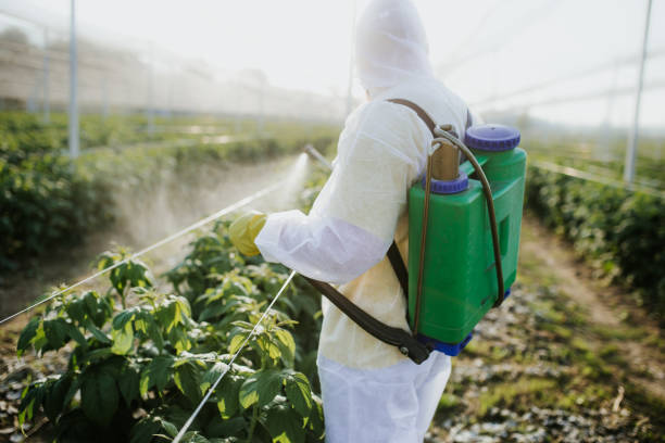 Best Ant Control Services  in Sughter, LA